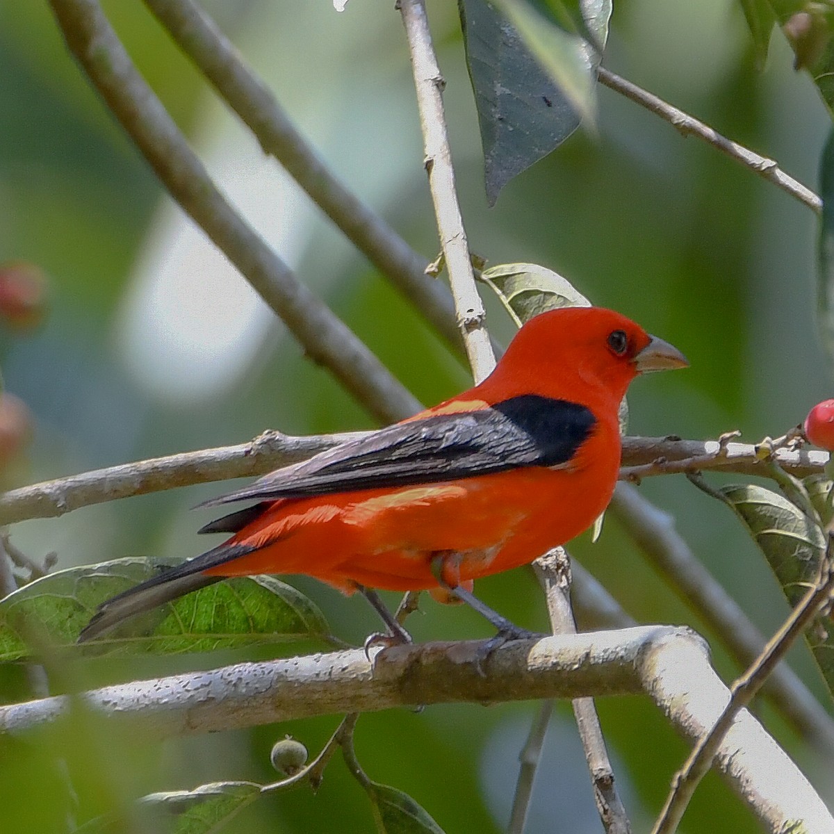 Scarlet Tanager - ML654866344