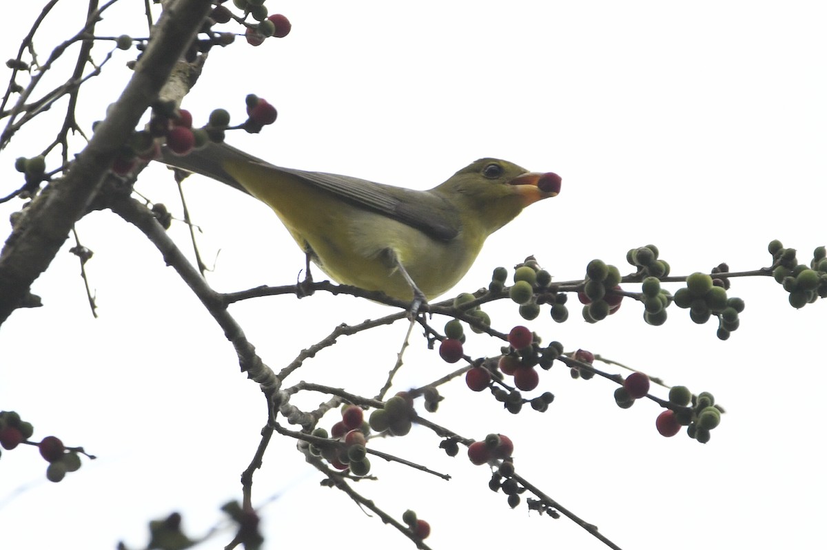 Scarlet Tanager - ML654866345