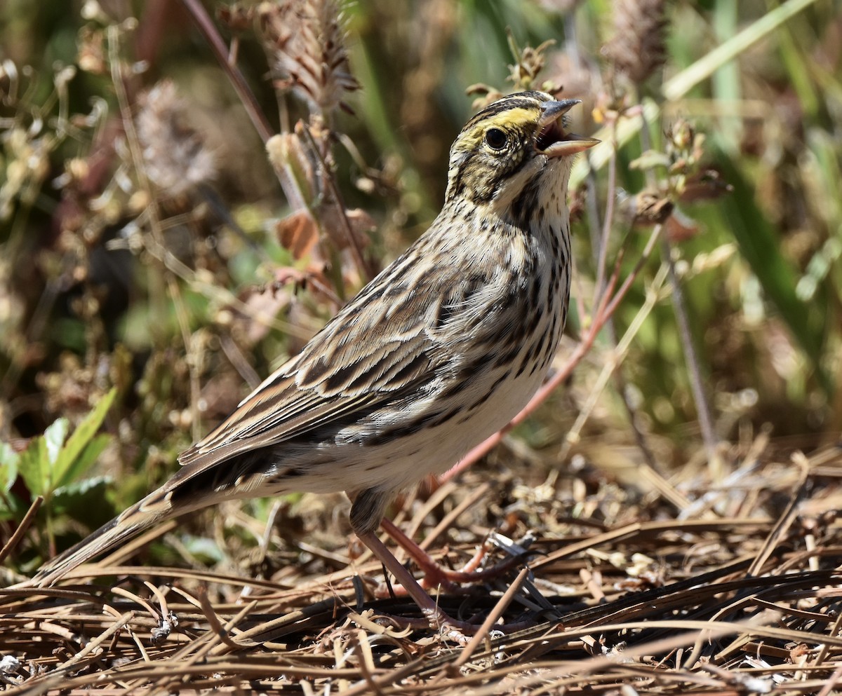 Savannah Sparrow - ML654866527