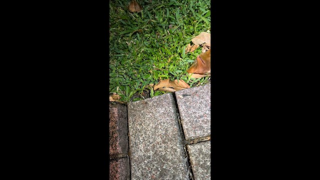 Atta Leaf-cutter Ants - ML654866607