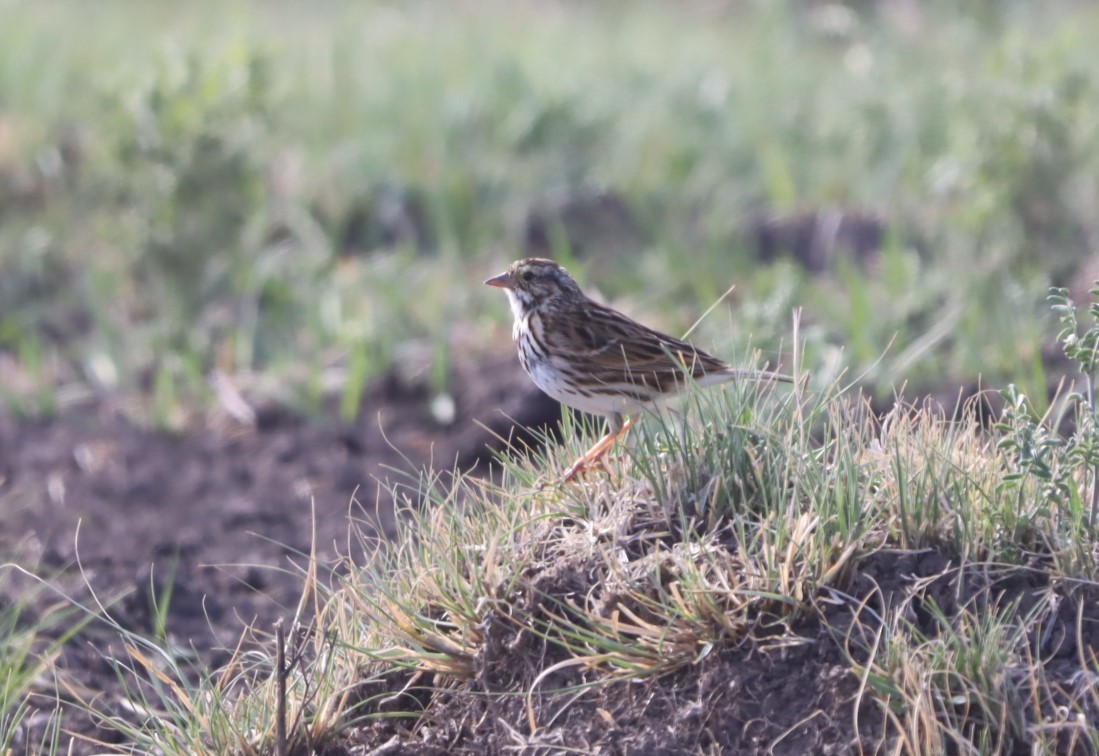 Savannah Sparrow - ML654866880