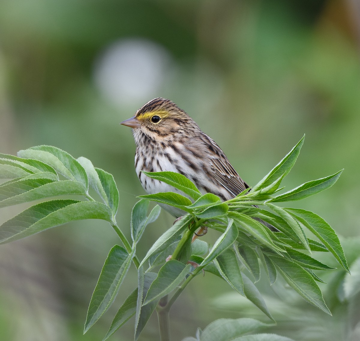 Savannah Sparrow - ML654866955