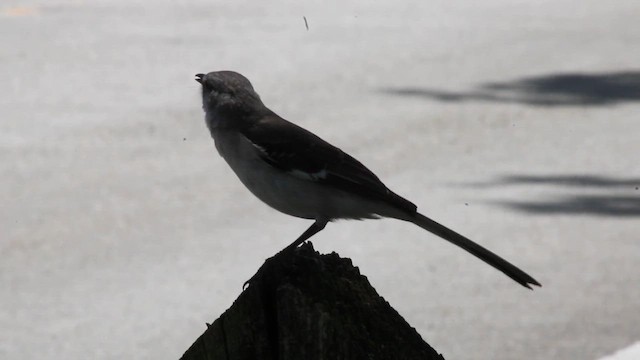Northern Mockingbird - ML654867053