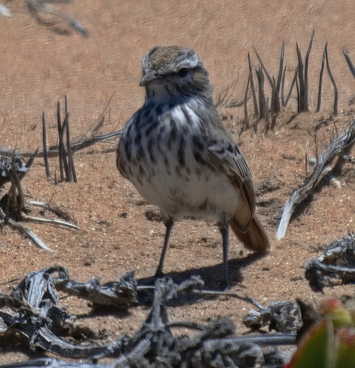 Dune Lark - ML654867341