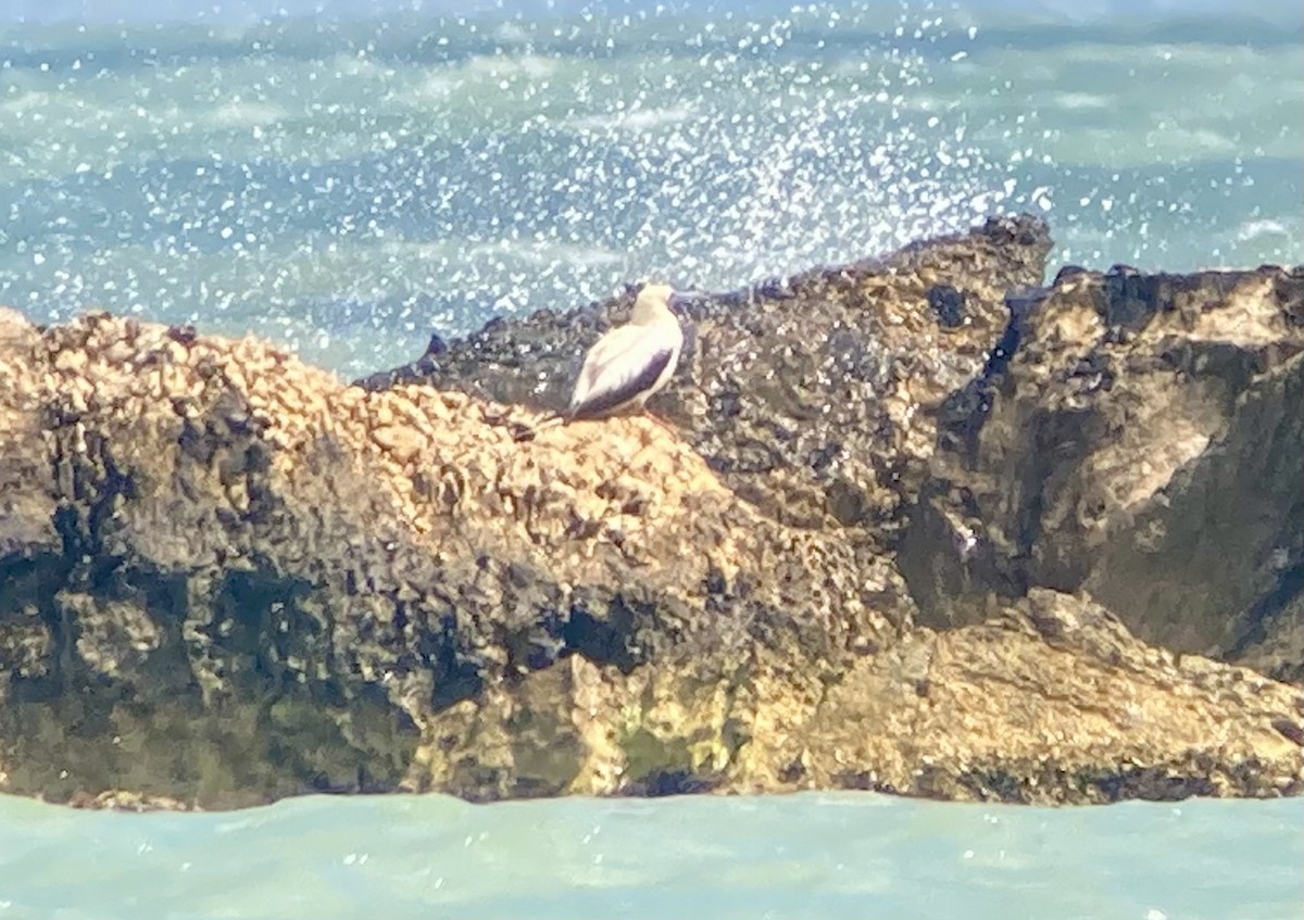 Red-footed Booby - ML654867452