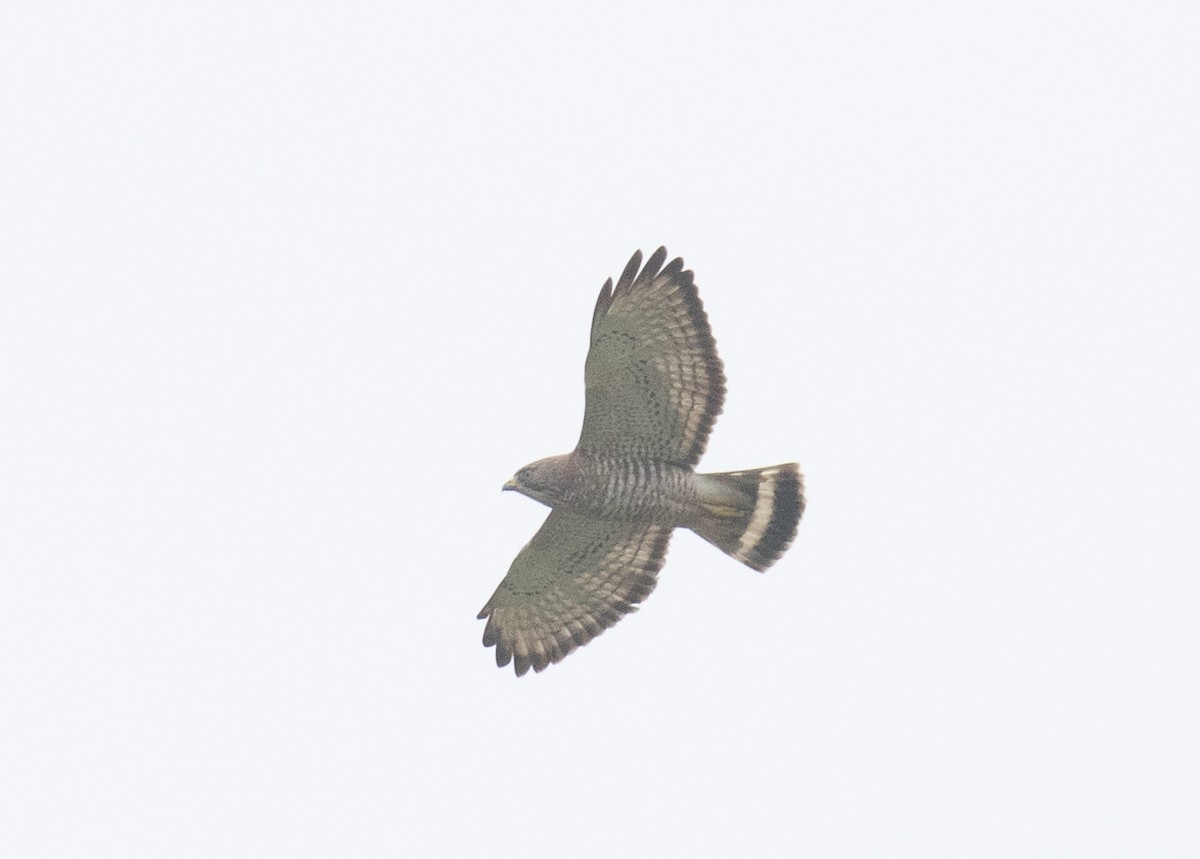 Breitflügelbussard - ML654868431