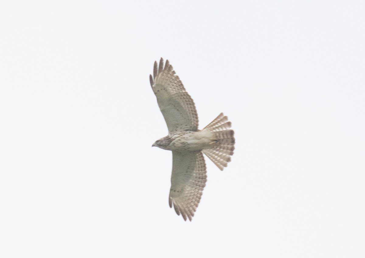 Breitflügelbussard - ML654868432