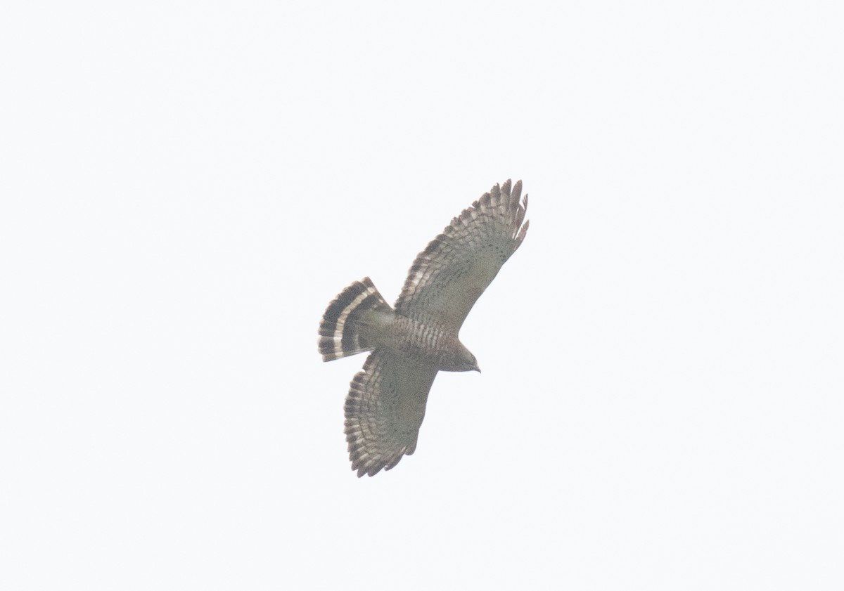 Breitflügelbussard - ML654868433