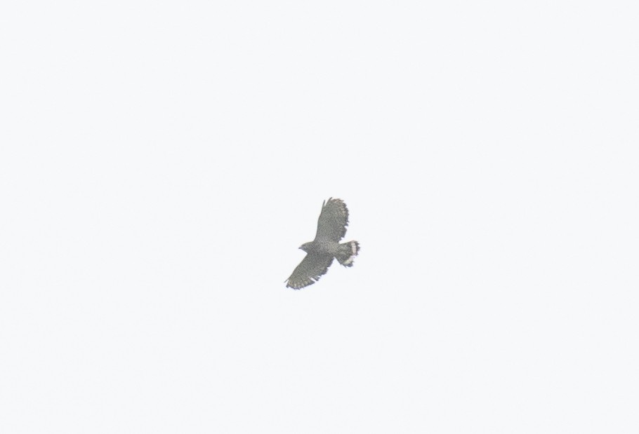 Breitflügelbussard - ML654868434