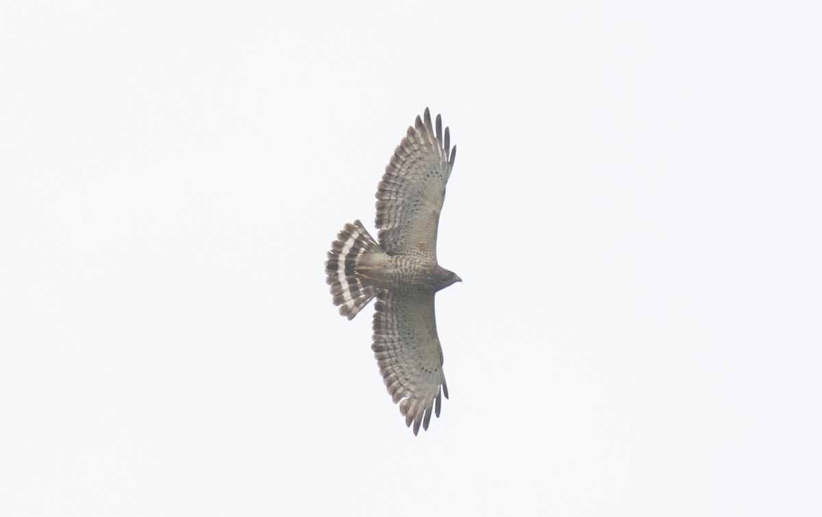 Breitflügelbussard - ML654868435