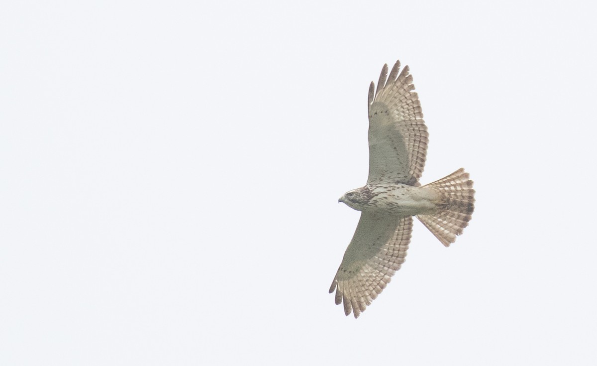 Breitflügelbussard - ML654868436