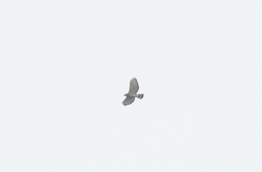 Breitflügelbussard - ML654868437
