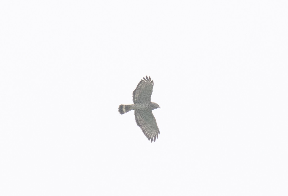 Breitflügelbussard - ML654868438
