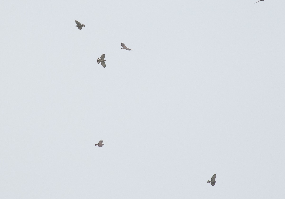 Breitflügelbussard - ML654868439