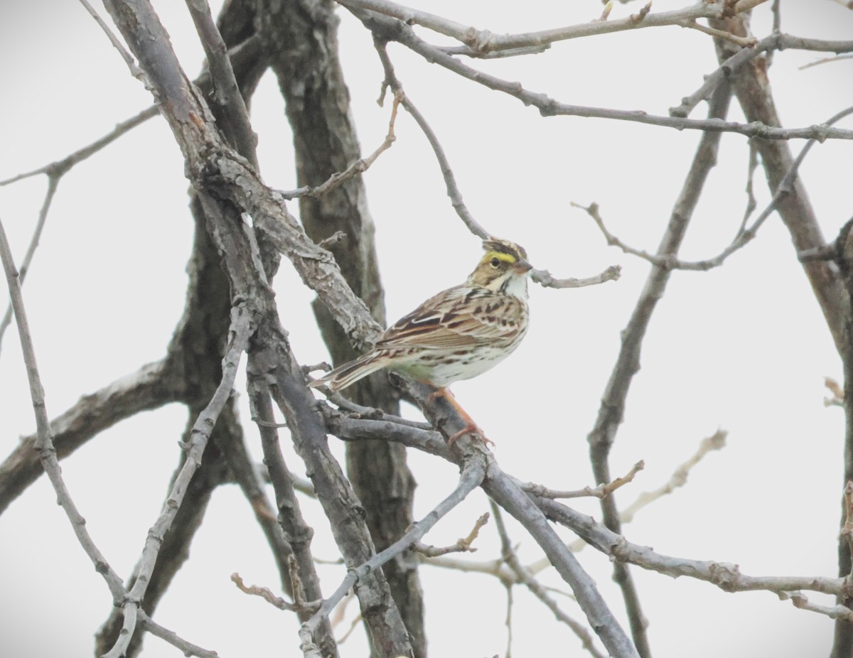Savannah Sparrow - ML654868541