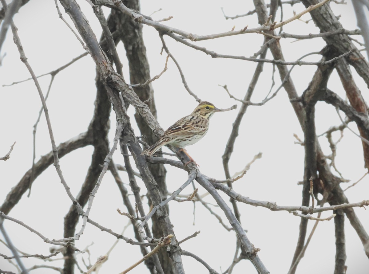 Savannah Sparrow - ML654868542