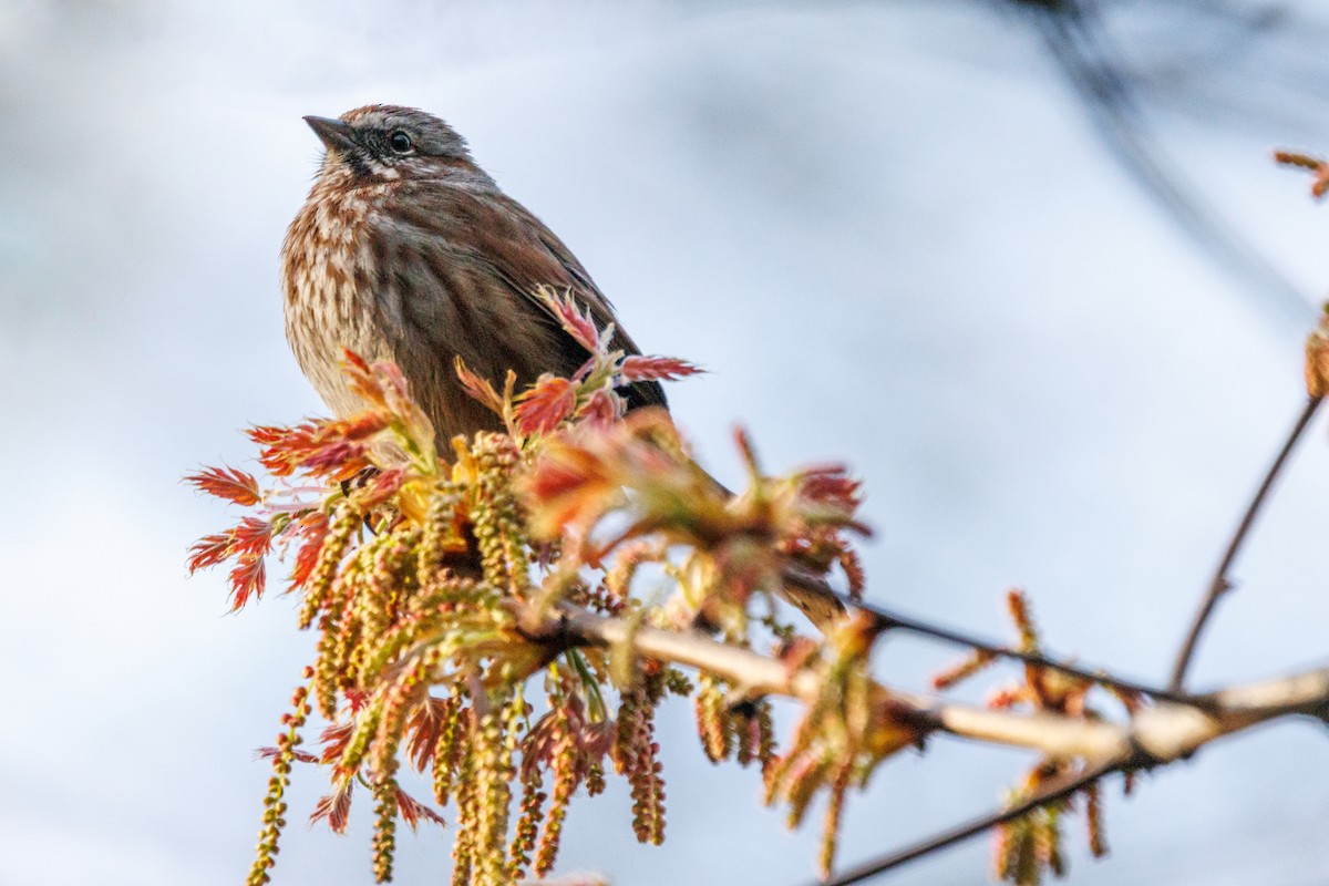 Song Sparrow - ML654868900