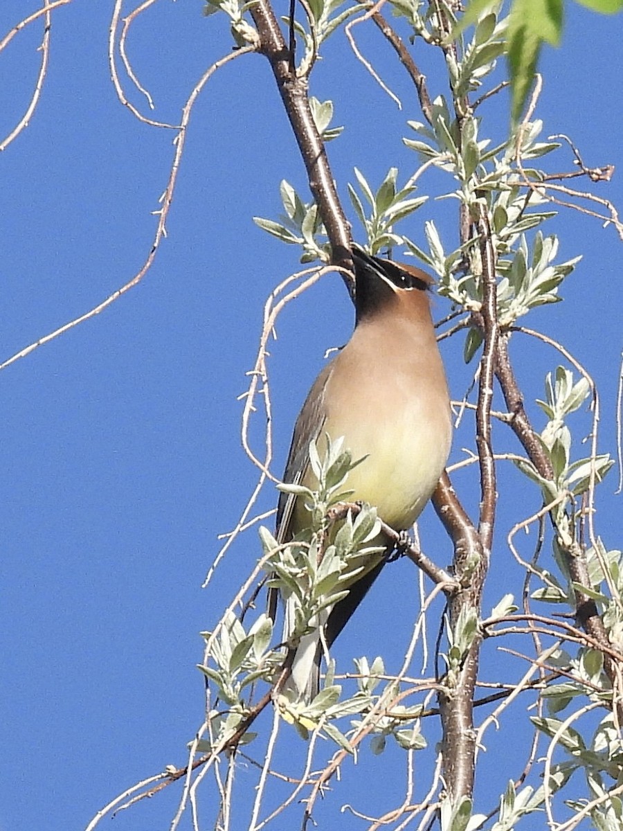 Cedar Waxwing - ML654869049