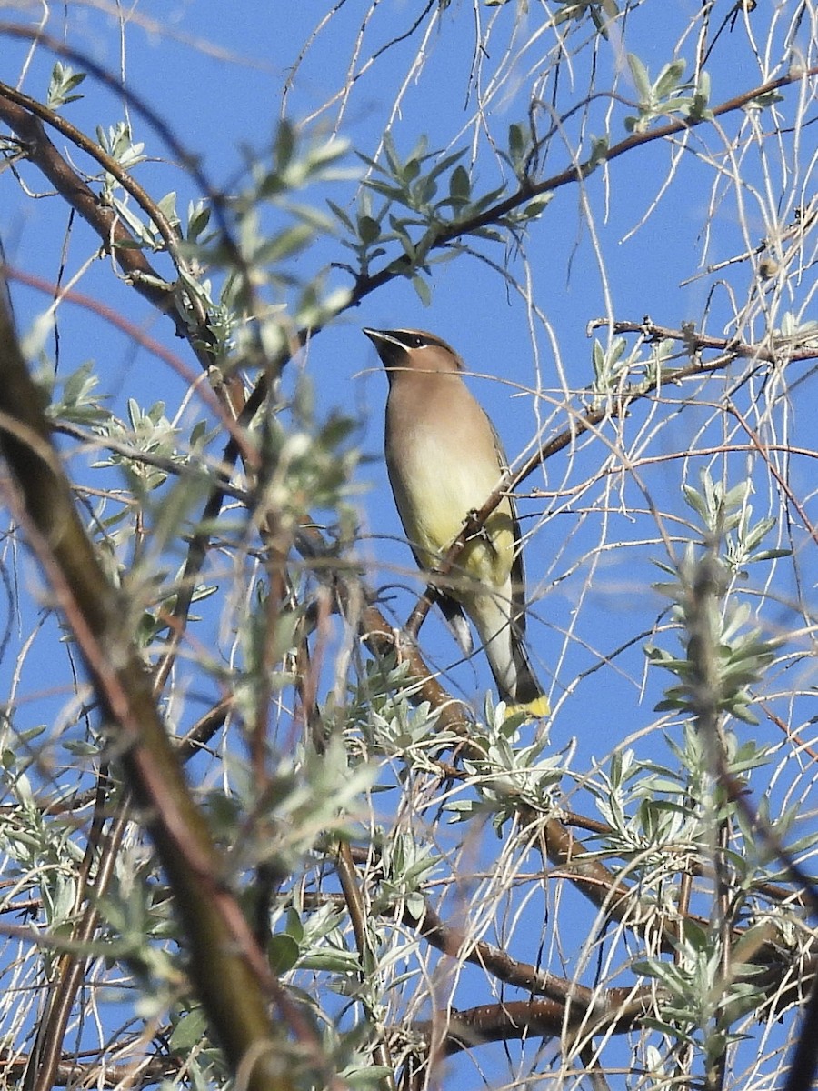 Cedar Waxwing - ML654869050