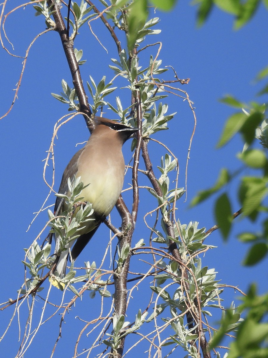 Cedar Waxwing - ML654869051