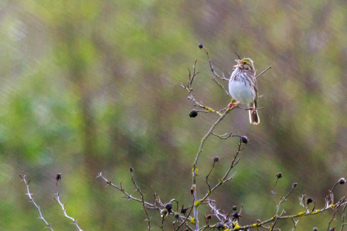 Savannah Sparrow - ML654869134