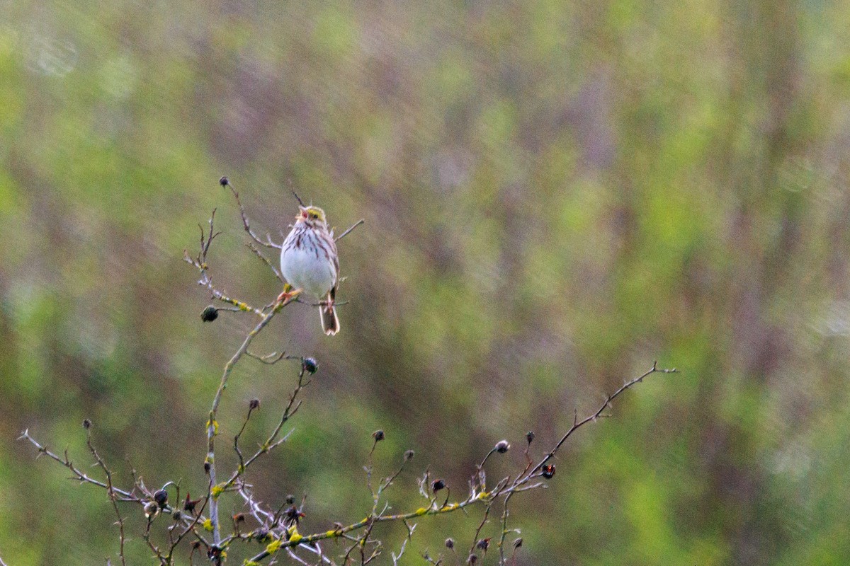 Savannah Sparrow - ML654869135