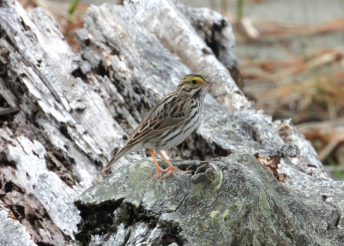Savannah Sparrow - ML654869207