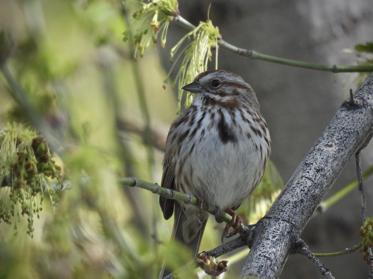 Song Sparrow - ML654869683