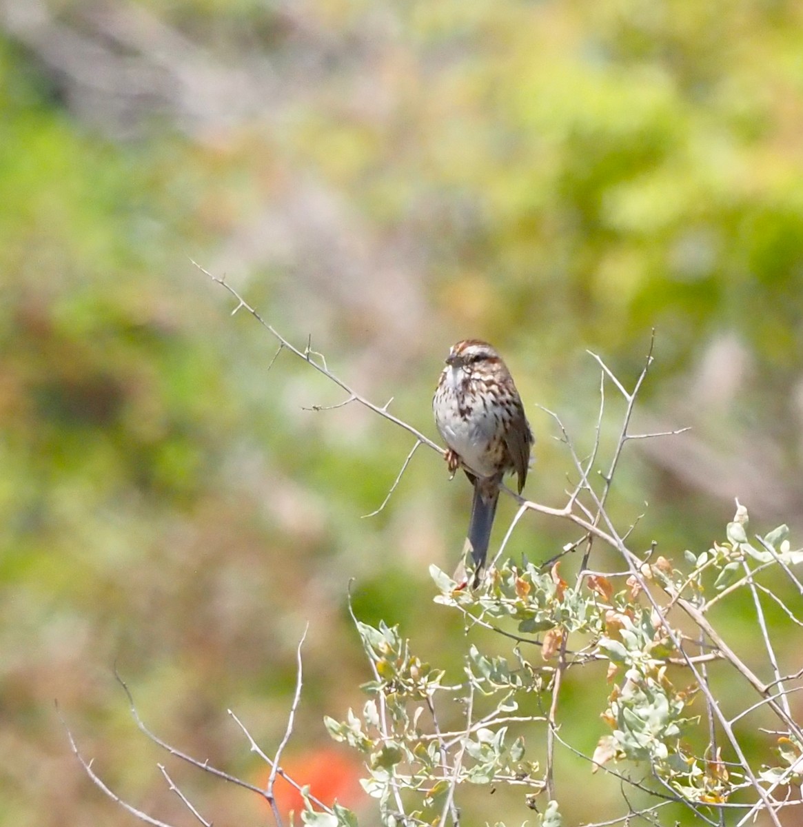 Song Sparrow - ML654869724