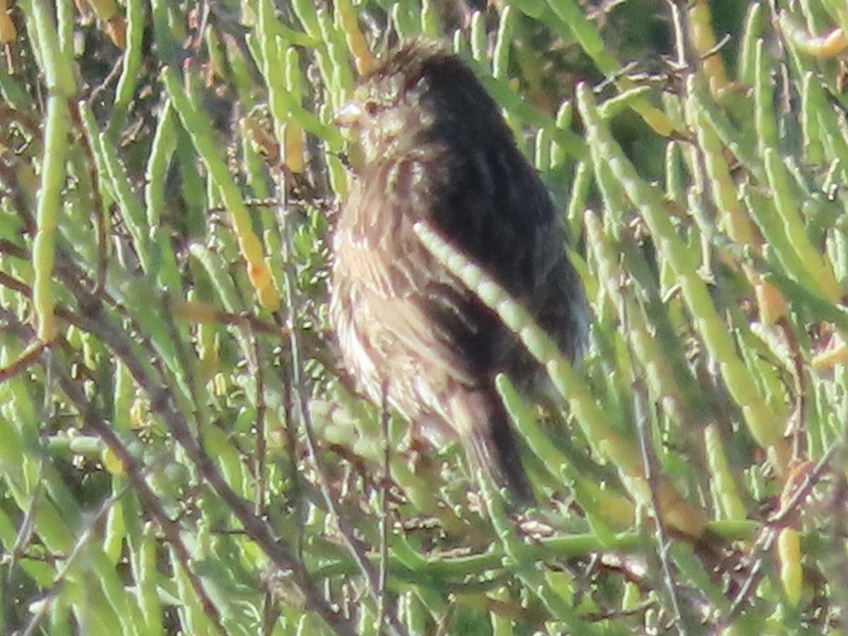 Savannah Sparrow (Belding's) - ML654869907