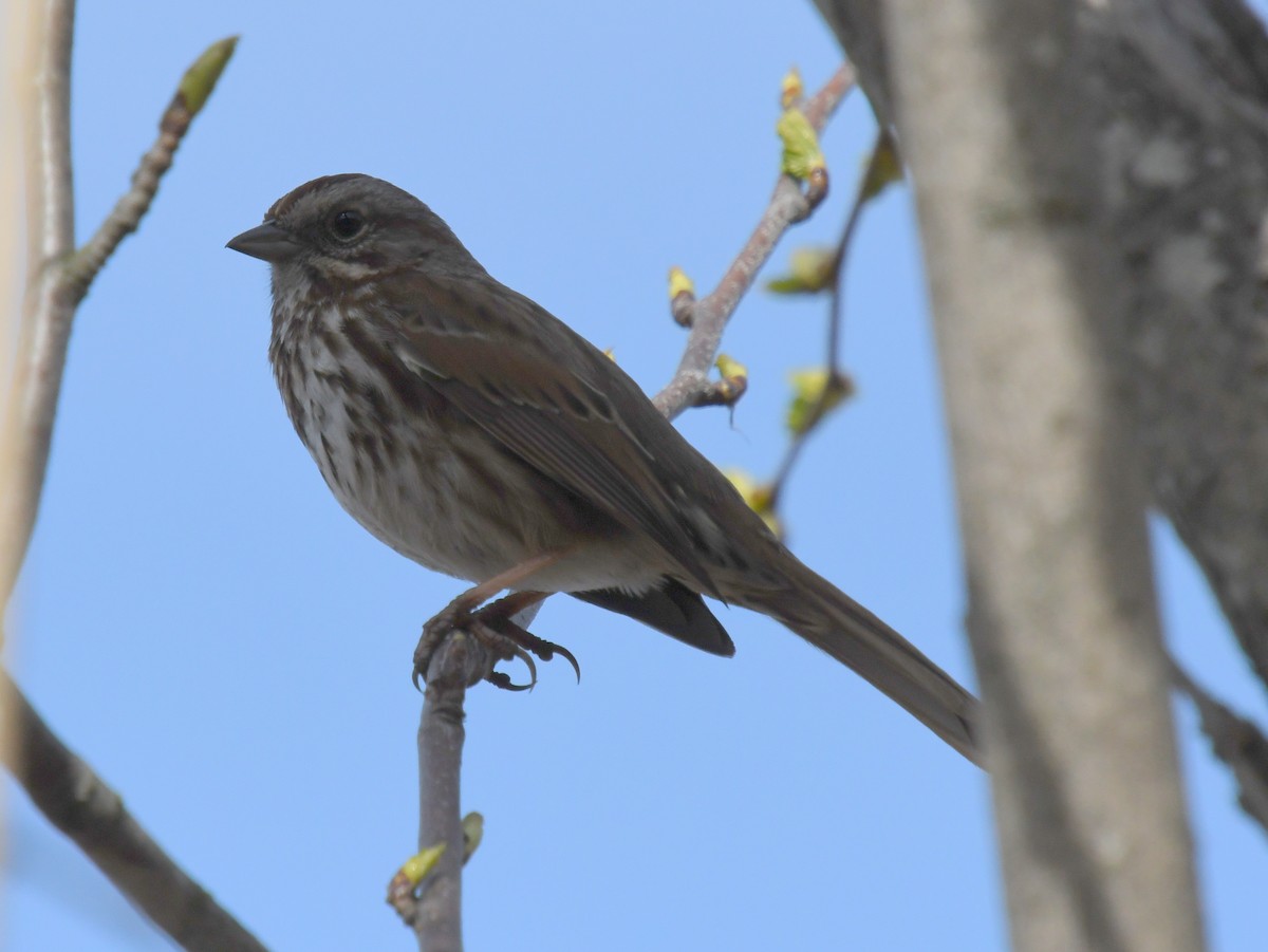 Song Sparrow - ML654870024