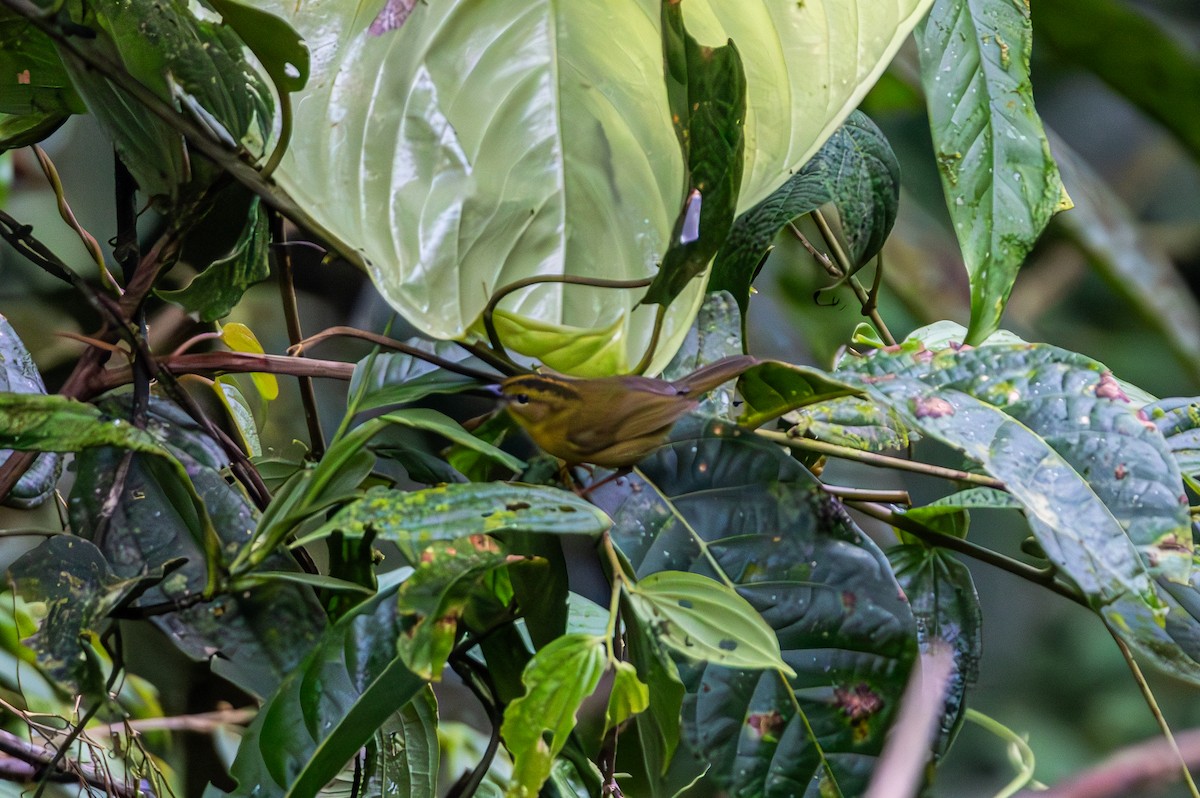 Choco Warbler - ML654870137