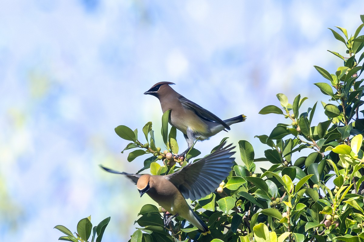 Cedar Waxwing - ML654870661