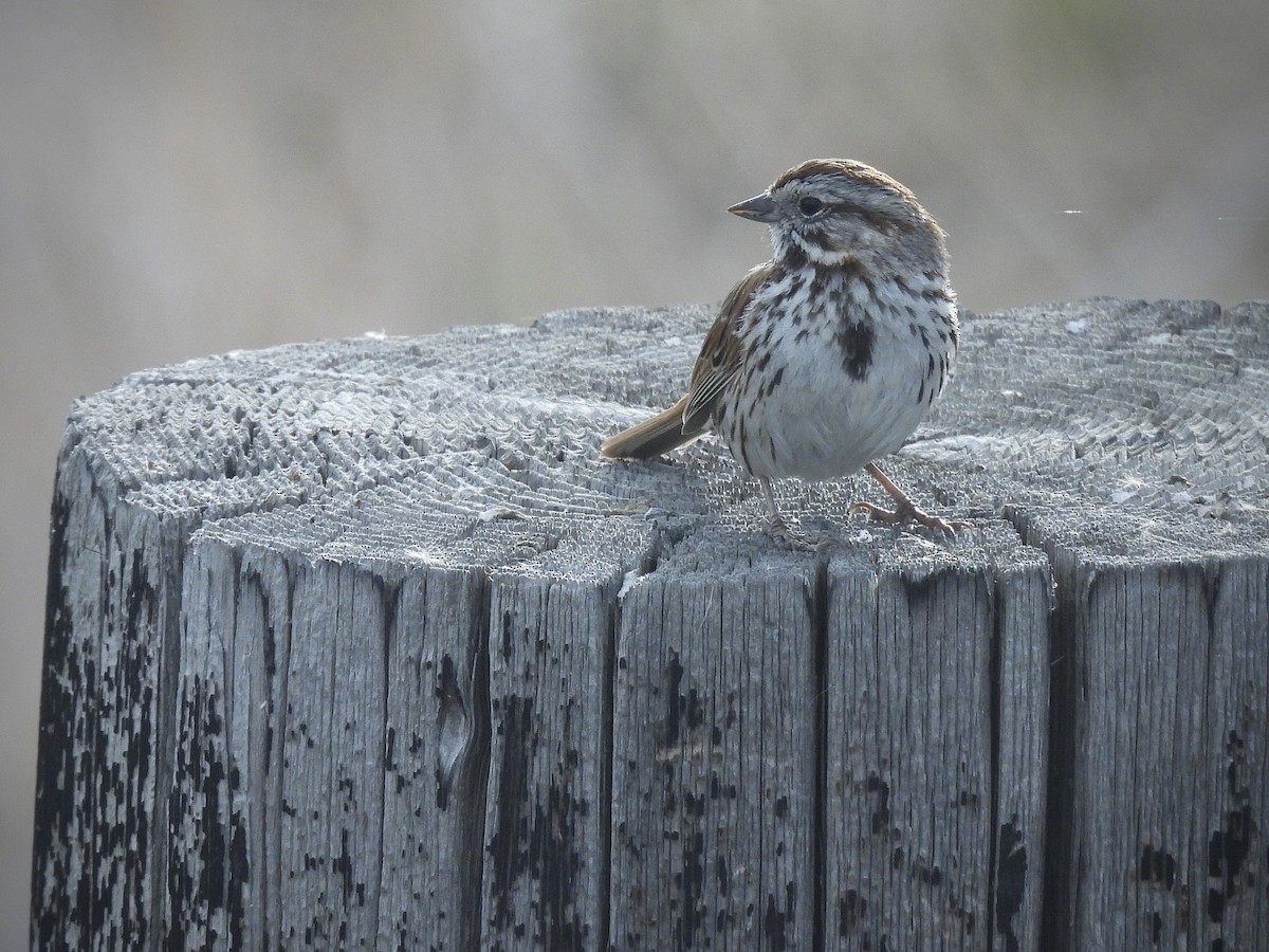 Song Sparrow - ML654870671