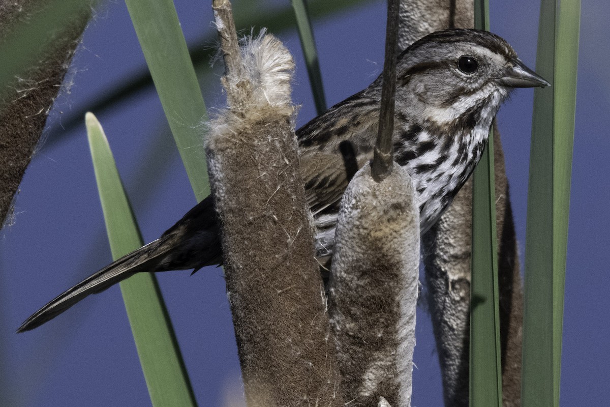 Song Sparrow (heermanni Group) - ML654870727