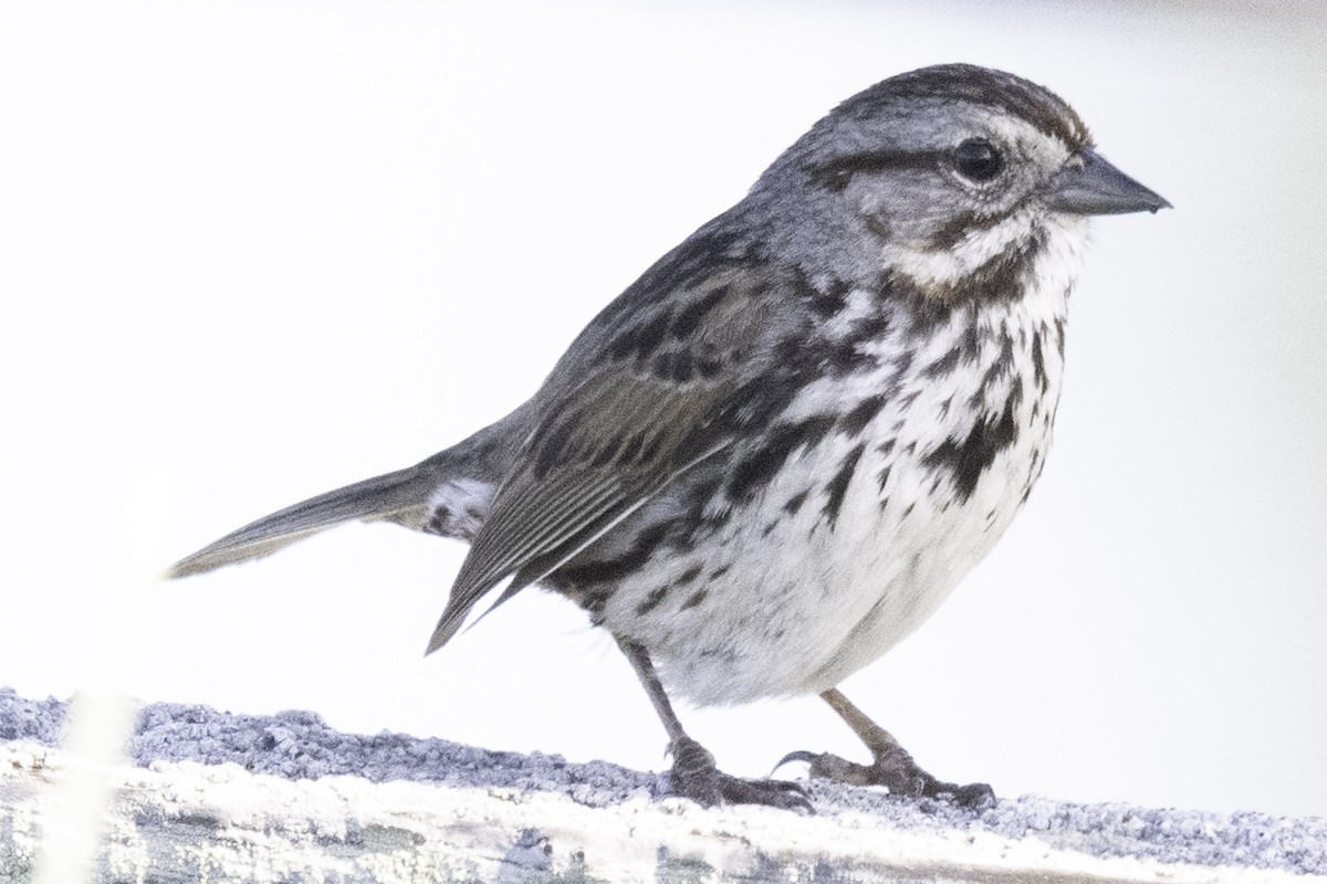 Song Sparrow (heermanni Group) - ML654870728