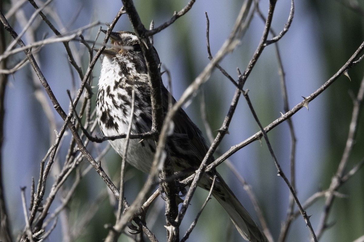 Song Sparrow (heermanni Group) - ML654870763