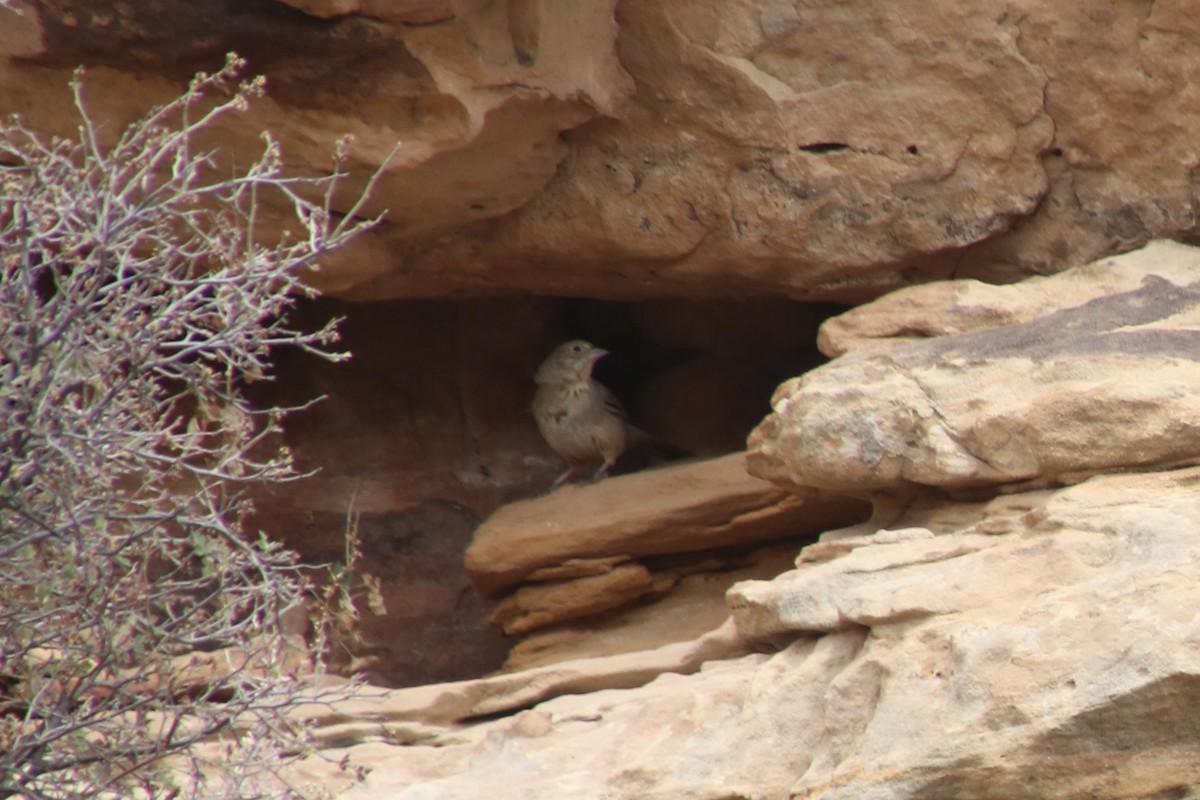 Braunrücken-Grundammer - ML654870786