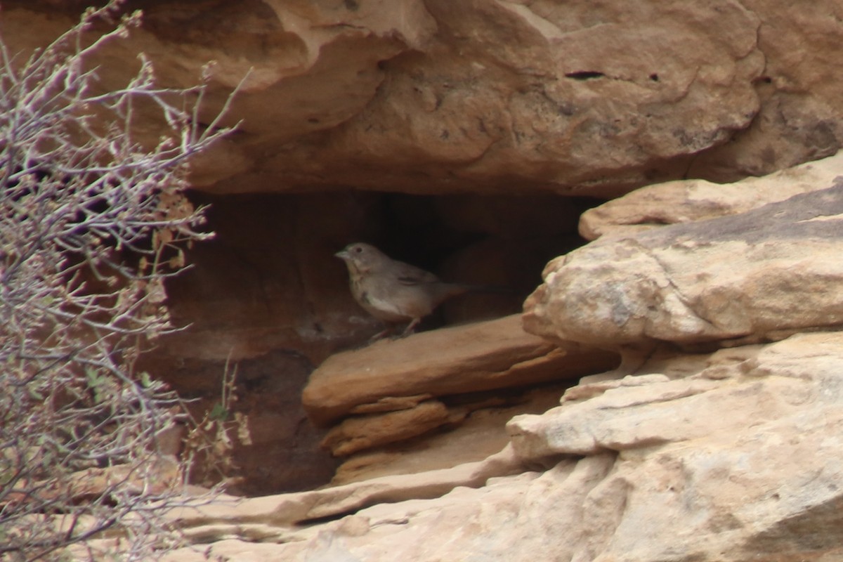 Braunrücken-Grundammer - ML654870787