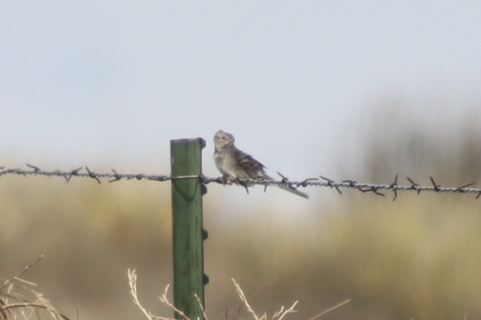 Cassinammer - ML654870835