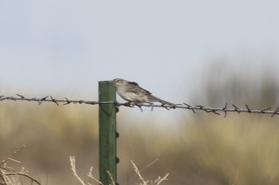 Cassinammer - ML654870836