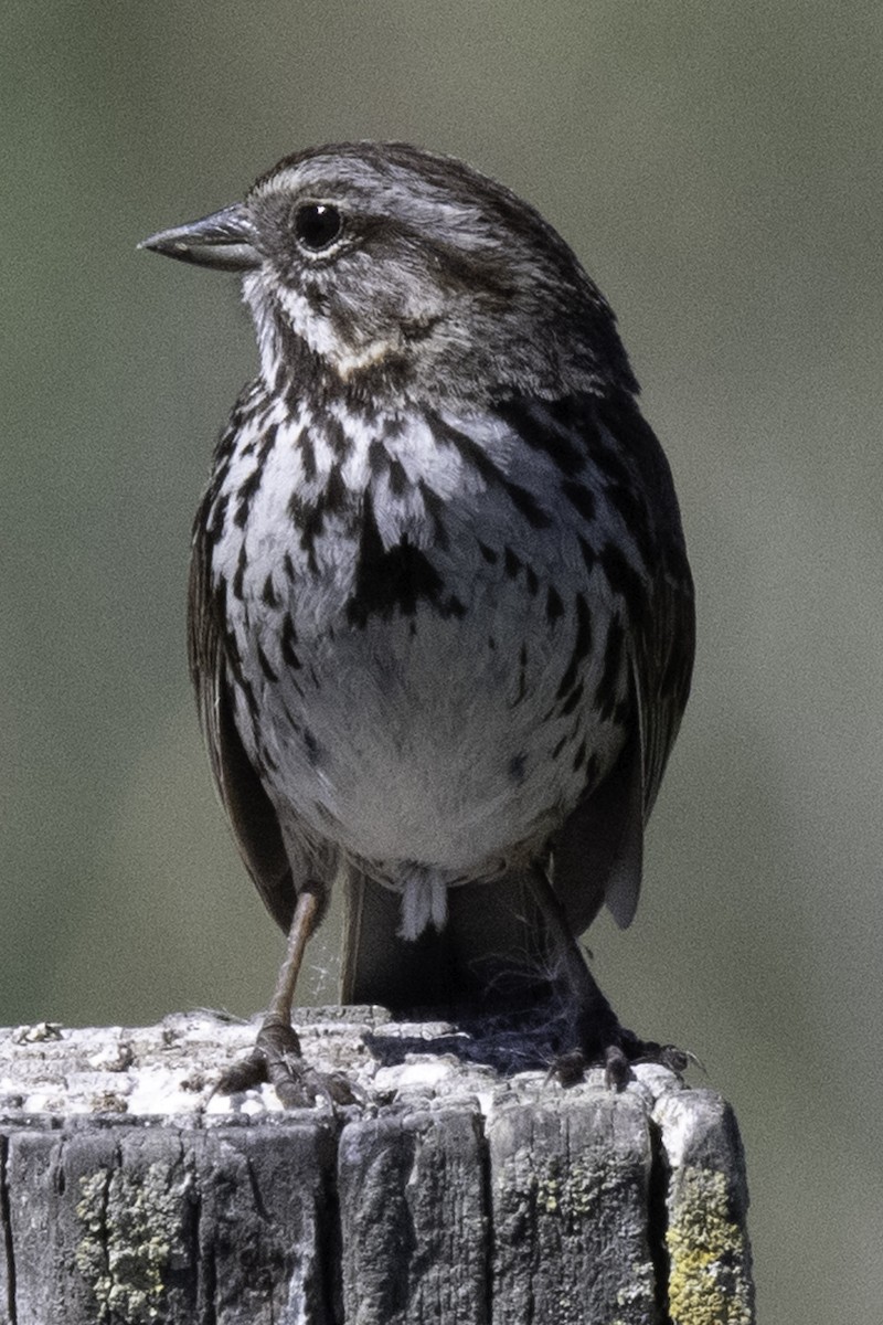 Song Sparrow (heermanni Group) - ML654870884