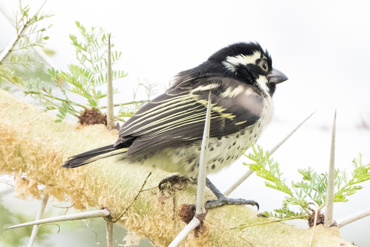 Spot-flanked Barbet - ML654870969