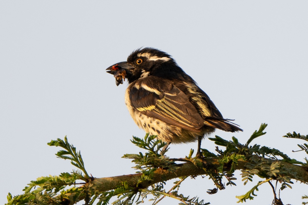 Spot-flanked Barbet - ML654871201