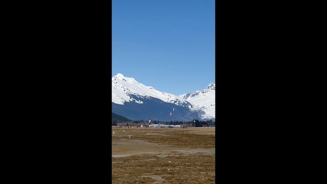 Hegatxabal adarduna - ML654871208