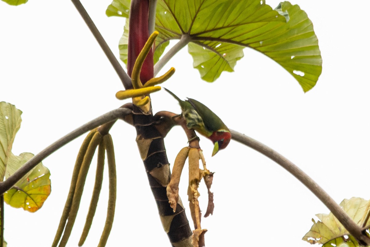 Red-headed Barbet - ML654871209
