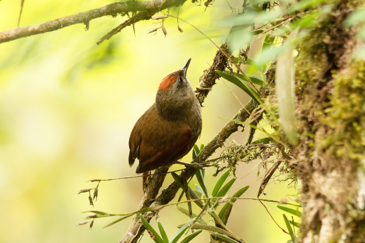 Ash-browed Spinetail - ML654871216