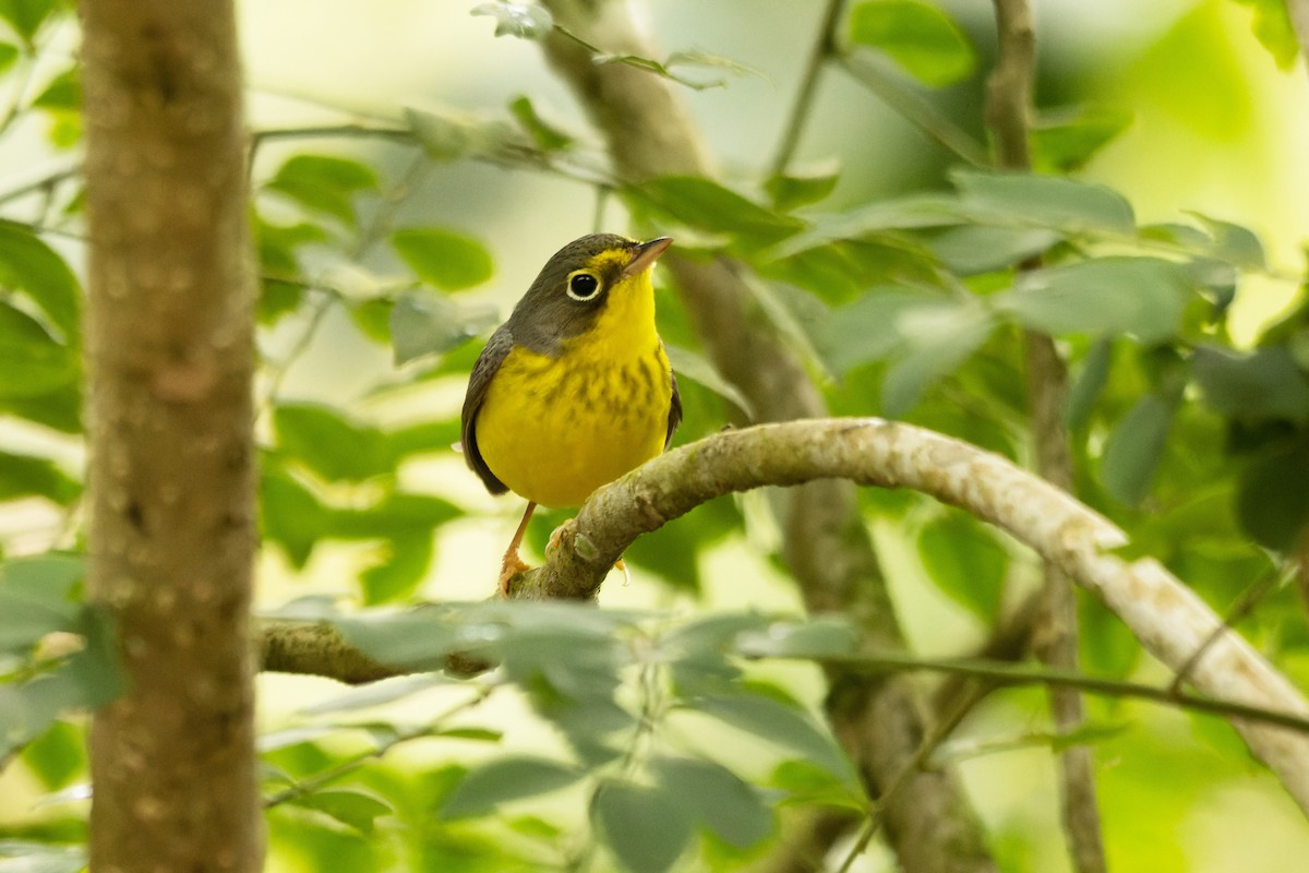 Canada Warbler - ML654871238