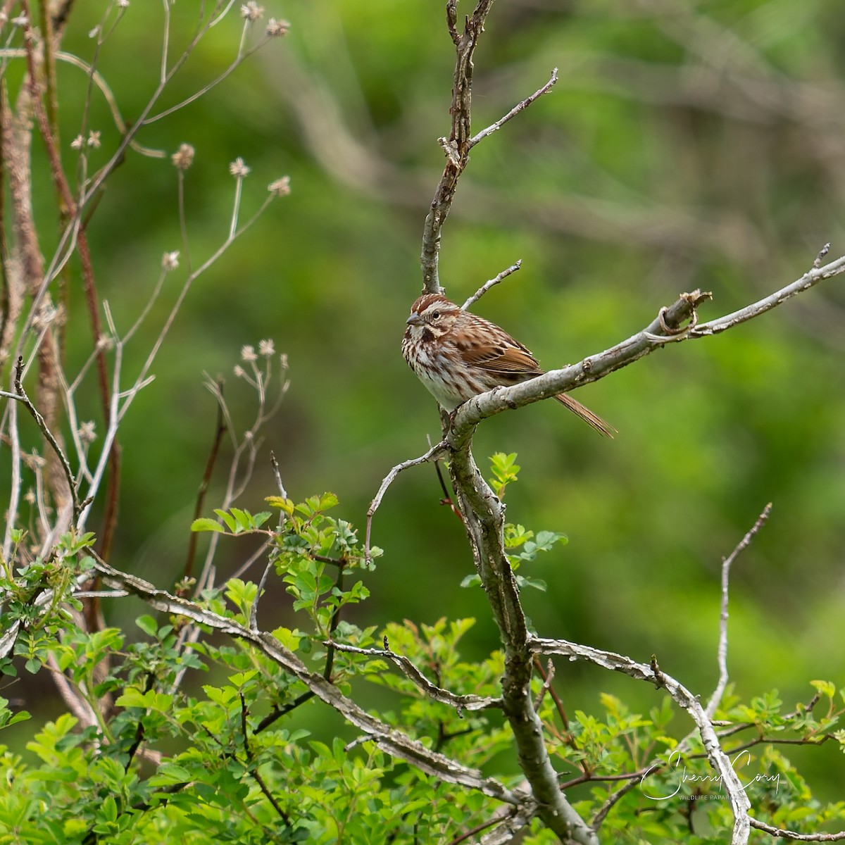 Song Sparrow - ML654871375