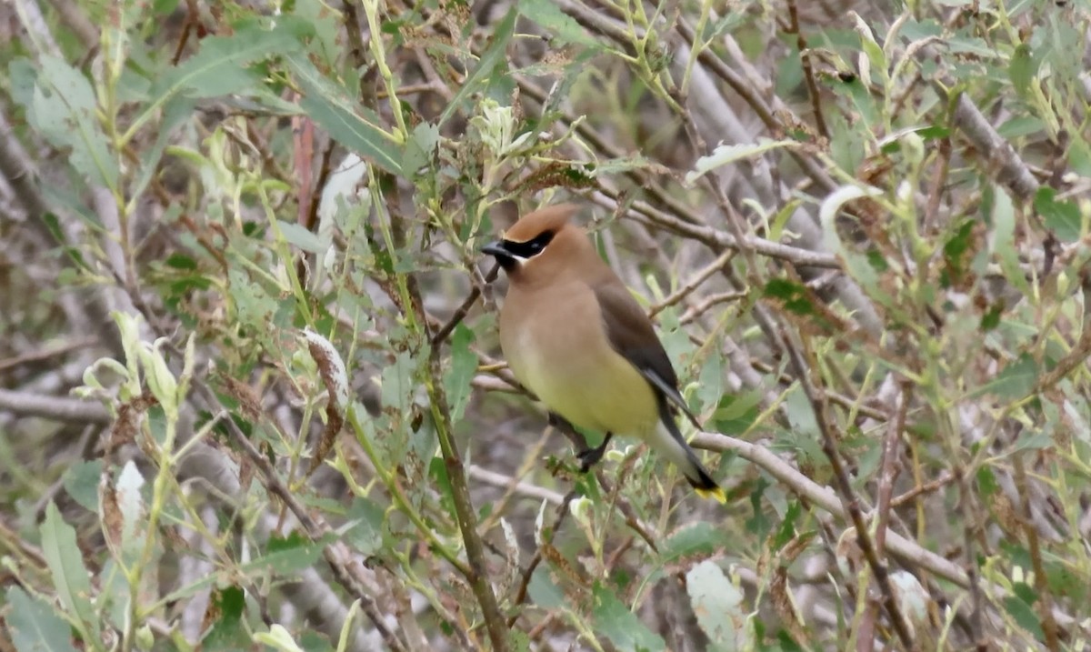 Cedar Waxwing - ML654871757